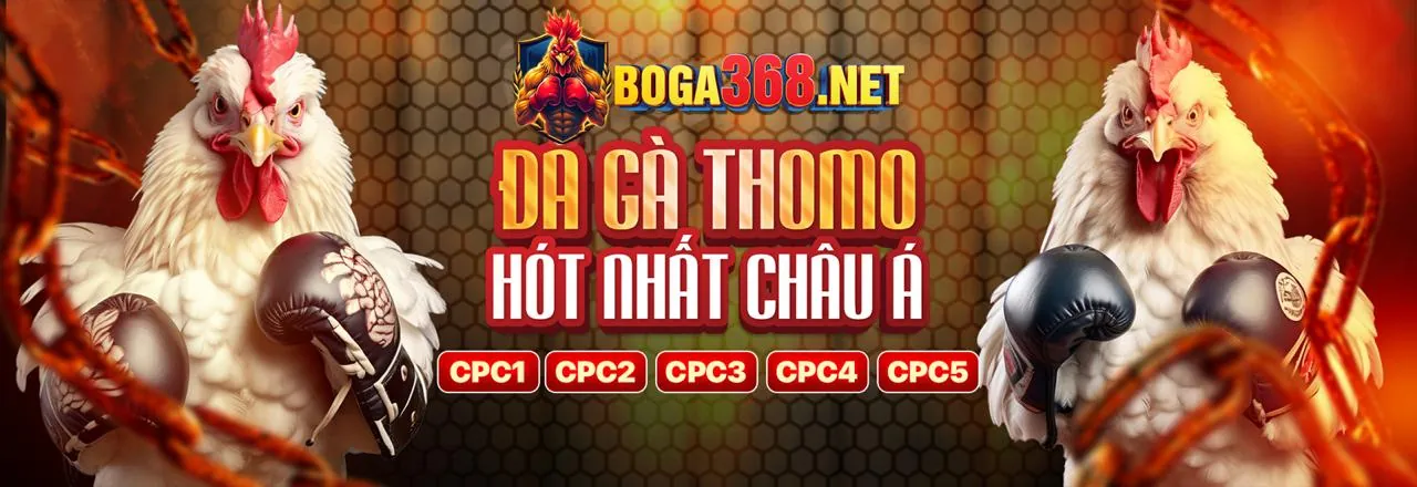 Đá gà thomo hôm nay trực tiếp tại trường gà