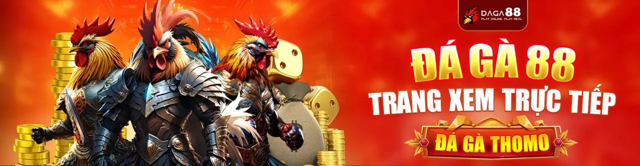 Thomo hôm nay - trường gà trực tiếp sôi động